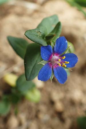 Lysimachia foemina \ Blauer Gauchheil / Blue Pimpernel, D Grünstadt-Asselheim 25.5.2020