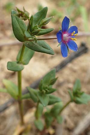 Lysimachia foemina \ Blauer Gauchheil / Blue Pimpernel, D Grünstadt-Asselheim 25.5.2020
