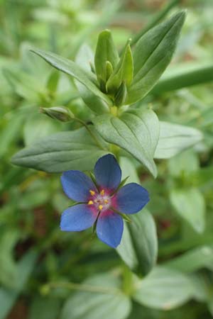Lysimachia foemina \ Blauer Gauchheil / Blue Pimpernel, D Grünstadt-Asselheim 15.6.2020