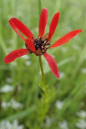 Adonis flammea \ Flammen-Adonisrschen / Flame Adonis, D Neuleiningen 28.5.2021