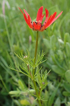Adonis flammea \ Flammen-Adonisrschen / Flame Adonis, D Neuleiningen 28.5.2021