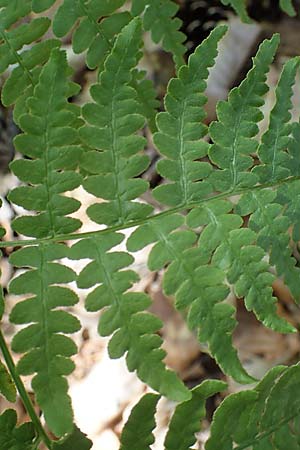 Pteridium pinetorum \ Kiefernwald-Adlerfarn, Nrdlicher Adlerfarn / Pinewood Bracken, D Nieder-Roden 30.5.2023