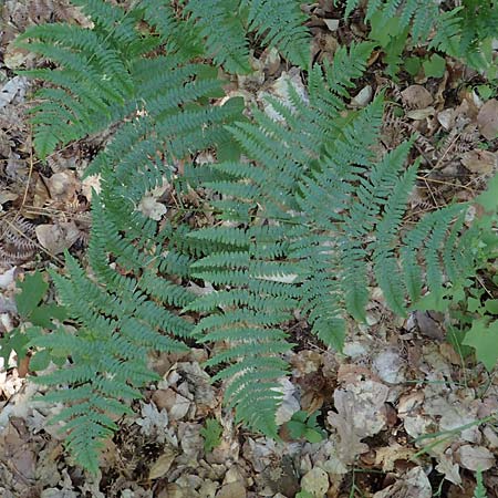 Pteridium pinetorum \ Kiefernwald-Adlerfarn, Nrdlicher Adlerfarn / Pinewood Bracken, D Nieder-Roden 30.5.2023