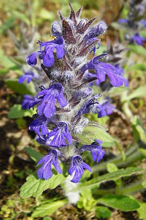Ajuga genevensis \ Genfer Gnsel, Heide-Gnsel / Blue Bugle, D Mannheim 29.4.2015