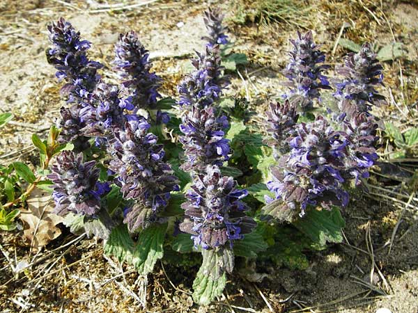 Ajuga genevensis \ Genfer Gnsel, Heide-Gnsel / Blue Bugle, D Mannheim 29.4.2015