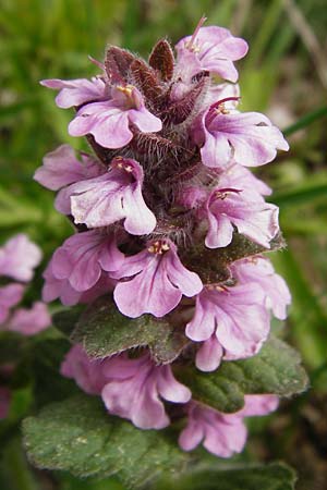 Ajuga genevensis \ Genfer Gnsel, Heide-Gnsel / Blue Bugle, D Nüdlingen 9.5.2015