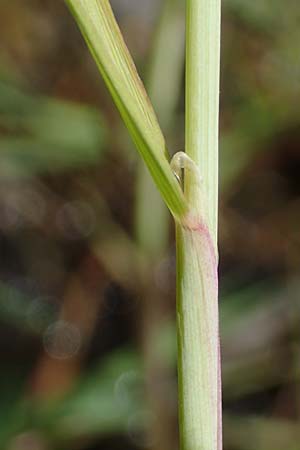 Alopecurus aequalis \ Gelbroter Fuchsschwanz / Orange Foxtail, D Großheubach am Main 20.6.2016