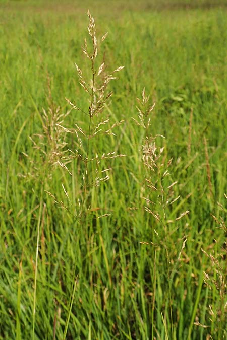 Agrostis gigantea \ Riesen-Straugras, Fiorin-Gras / Black Bentgrass, Redtop, D Groß-Gerau 28.7.2017
