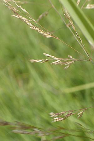 Agrostis gigantea \ Riesen-Straugras, Fiorin-Gras / Black Bentgrass, Redtop, D Groß-Gerau 28.7.2017