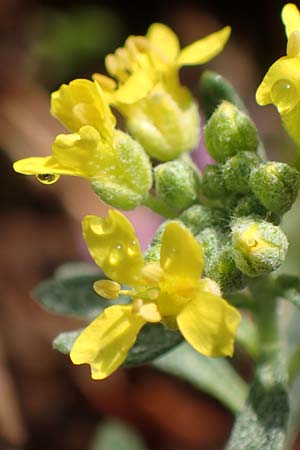 Alyssum montanum subsp. gmelinii \ Gmelins Berg-Steinkraut / Mountain Alison, Mountain Madwort, D Sandhausen 3.10.2017