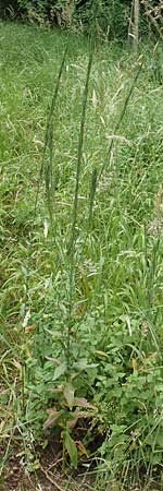 Arabis glabra \ Kahles Turmkraut / Tower Mustard, D Büttelborn 23.6.2018