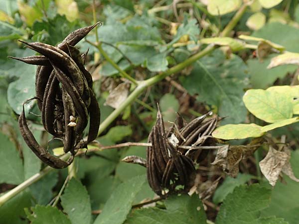 Astragalus glycyphyllos \ Brenschote / Wild Liquorice, D Karlsruhe-Grötzingen 20.8.2019
