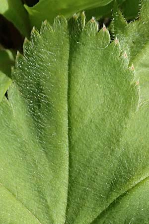 Alchemilla glomerulans \ Knuel-Frauenmantel / Clustered Lady's Mantle, D Wenger Egg Alm 12.7.2021
