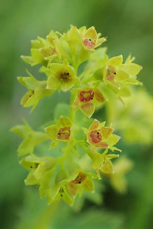 Alchemilla glomerulans \ Knuel-Frauenmantel / Clustered Lady's Mantle, D Wenger Egg Alm 12.7.2021
