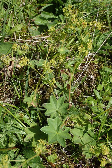 Alchemilla glomerulans \ Knuel-Frauenmantel / Clustered Lady's Mantle, D Wenger Egg Alm 12.7.2021