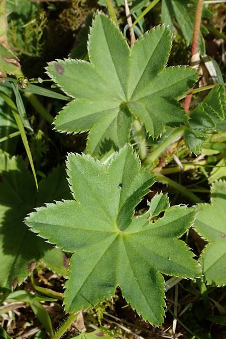 Alchemilla glomerulans \ Knuel-Frauenmantel / Clustered Lady's Mantle, D Wenger Egg Alm 12.7.2021