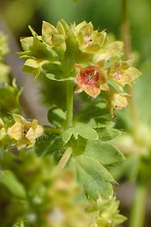 Alchemilla glomerulans \ Knuel-Frauenmantel / Clustered Lady's Mantle, D Wenger Egg Alm 12.7.2021