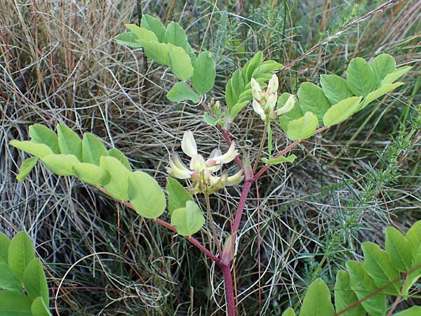 Astragalus glycyphyllos \ Brenschote / Wild Liquorice, D Sachsen-Anhalt, Süßer See 7.6.2022
