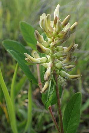 Astragalus glycyphyllos \ Brenschote / Wild Liquorice, D Sachsen-Anhalt, Süßer See 7.6.2022