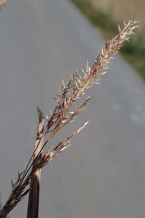 Agrostis gigantea \ Riesen-Straugras, Fiorin-Gras / Black Bentgrass, Redtop, D Odenwald, Erbach 17.7.2022