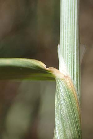 Agrostis gigantea \ Riesen-Straugras, Fiorin-Gras / Black Bentgrass, Redtop, D Odenwald, Erbach 17.7.2022