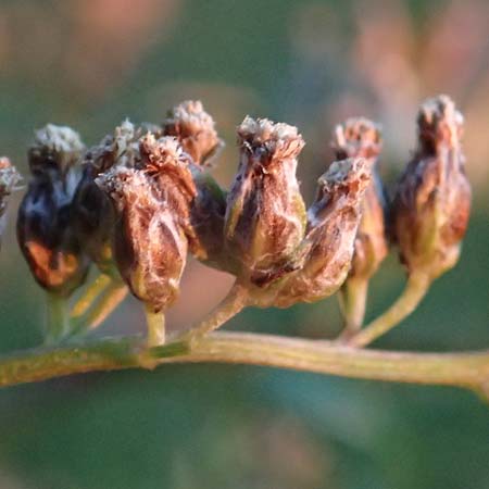 Artemisia gilvescens \ Nickender Beifu / Chinese Mugwort, D Ettlingen 21.9.2024