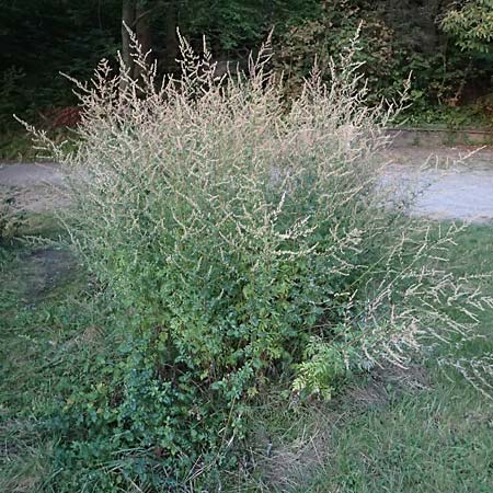Artemisia gilvescens \ Nickender Beifu / Chinese Mugwort, D Ettlingen 21.9.2024