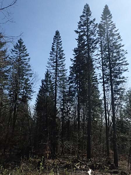 Abies grandis \ Riesen-Tanne, Ksten-Tanne / Grand Fir, D Nordhelle 12.4.2025