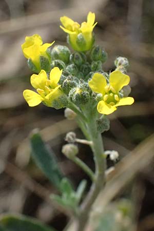 Alyssum montanum subsp. gmelinii \ Gmelins Steinkraut / Mountain Alison, Mountain Madwort, D Mannheim 24.3.2026