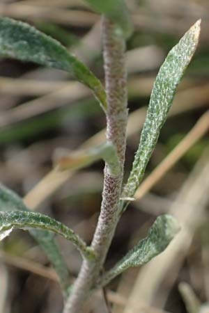 Alyssum montanum subsp. gmelinii \ Gmelins Steinkraut / Mountain Alison, Mountain Madwort, D Mannheim 24.3.2026