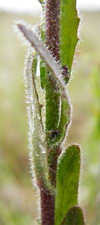 Arabis hirsuta \ Rauhaarige Gnsekresse / Hairy Rock-Cress, D Grettstadt 1.6.2015