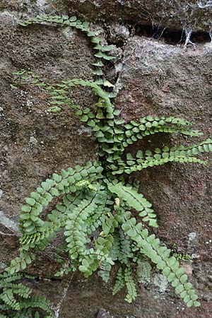 Asplenium trichomanes subsp. hastatum \ Spieblttriger Brauner Streifenfarn, Gehrter Brauner Streifenfarn / Spear-Leaved Spleenwort, D Neckarsteinach 9.11.2018