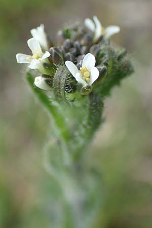 Arabis hirsuta \ Rauhaarige Gnsekresse / Hairy Rock-Cress, D Eching 2.5.2019