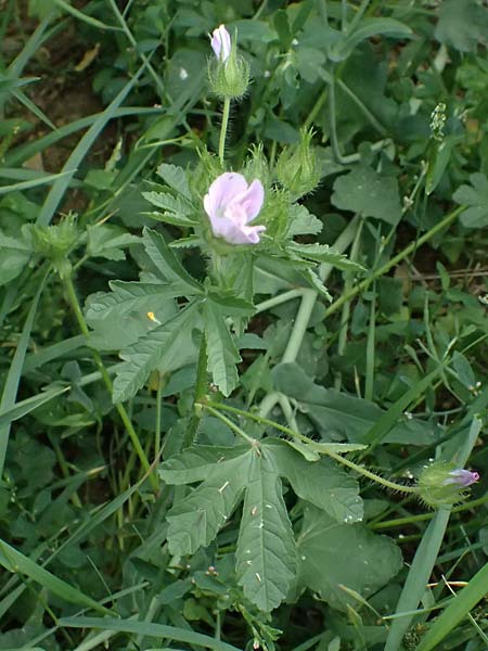 Althaea hirsuta \ Borsten-Eibisch / Rough Marsh Mallow, D Eiersheim 31.5.2025