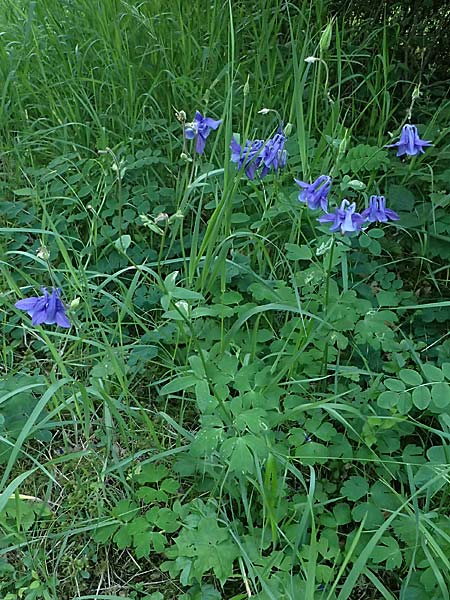 Aquilegia vulgaris \ Gemeine Akelei / Columbine, D Eiersheim 31.5.2025