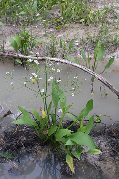 Alisma plantago-aquatica \ Gewhnlicher Froschlffel, D Eisenberg 2.8.2008