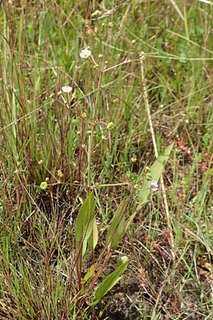 Alisma lanceolatum \ Lanzettblttriger Froschlffel / Water-Plantain, D Kehl 23.7.2016