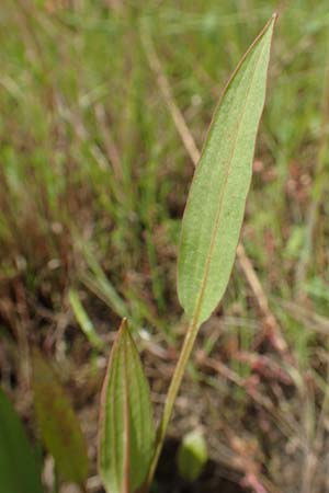Alisma lanceolatum \ Lanzettblttriger Froschlffel / Water-Plantain, D Kehl 23.7.2016