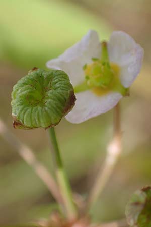 Alisma lanceolatum \ Lanzettblttriger Froschlffel / Water-Plantain, D Kehl 23.7.2016