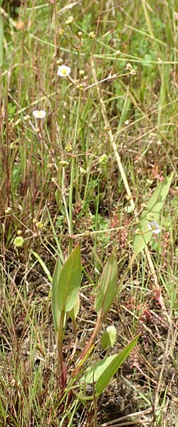 Alisma lanceolatum \ Lanzettblttriger Froschlffel / Water-Plantain, D Kehl 23.7.2016