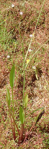Alisma lanceolatum \ Lanzettblttriger Froschlffel / Water-Plantain, D Kehl 23.7.2016