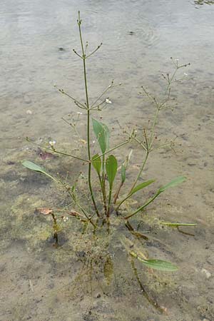Alisma lanceolatum \ Lanzettblttriger Froschlffel / Water-Plantain, D Groß-Gerau 15.7.2017