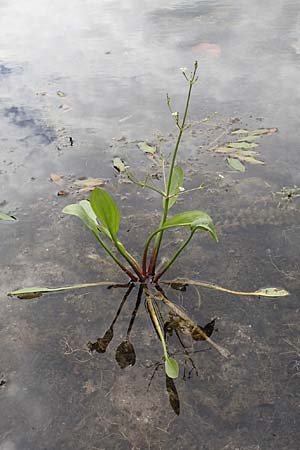 Alisma lanceolatum \ Lanzettblttriger Froschlffel / Water-Plantain, D Groß-Gerau 15.7.2017