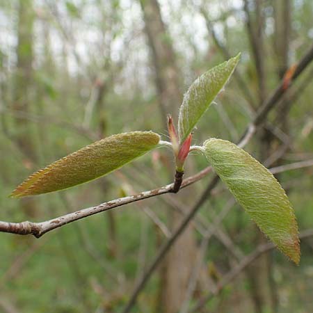 Amelanchier lamarckii \ Kupfer-Felsenbirne / Allegheny Service Berry, D Birkenheide 14.4.2018