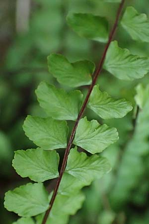Asplenium x lusaticum, Hybrid Spleenwort Asplenium x lusaticum, Hybrid Spleenwort