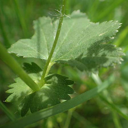 Alchemilla glabra \ Kahler Frauenmantel / Smooth Lady's Mantle, D Odenwald, Hammelbach 26.5.2019