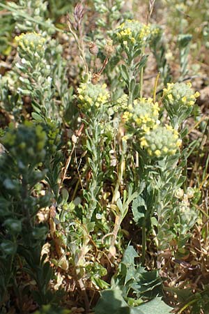 Alyssum alyssoides \ Kelch-Steinkraut / Small Alison, Pale Madwort, D Grünstadt-Asselheim 26.4.2020