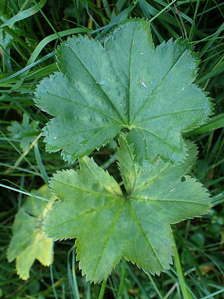 Alchemilla lunaria \ Halbmond-Frauenmantel / Half-Moon Lady's Mantle, D Altusried-Walzlings 12.7.2021