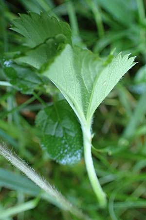 Alchemilla lunaria \ Halbmond-Frauenmantel / Half-Moon Lady's Mantle, D Altusried-Walzlings 12.7.2021