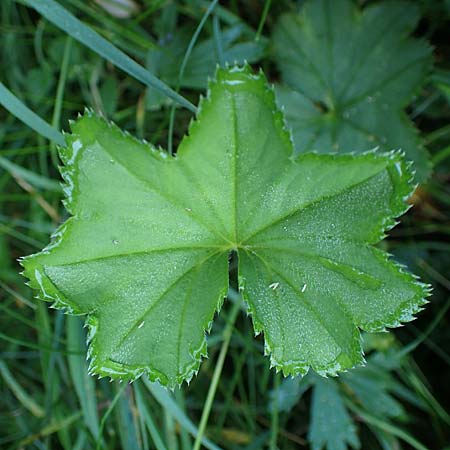 Alchemilla lunaria \ Halbmond-Frauenmantel / Half-Moon Lady's Mantle, D Altusried-Walzlings 12.7.2021